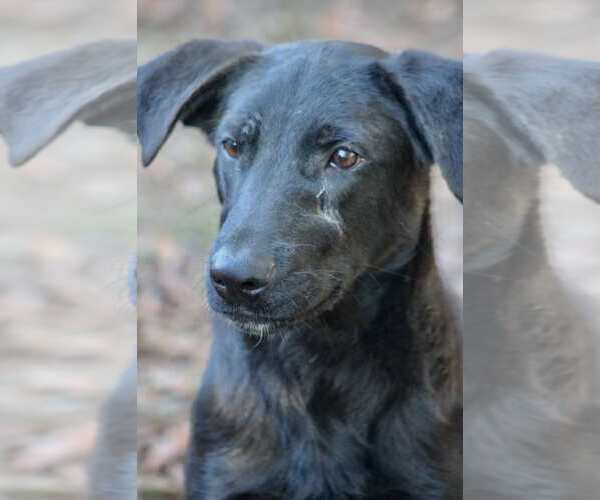 Medium Photo #2 Labrador Retriever-Unknown Mix Puppy For Sale in Ocean Springs, MS, USA