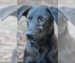 Small #1 Labrador Retriever Mix
