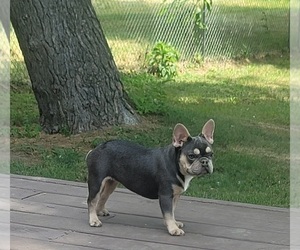 French Bulldog Puppy for sale in INDIANAPOLIS, IN, USA