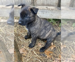 Belgian Malinois Puppy for Sale in HAMPSHIRE, Tennessee USA