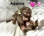 Small #2 Staffordshire Bull Terrier Mix