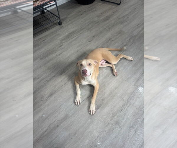 Medium Photo #3 American Pit Bull Terrier Puppy For Sale in Oak Bluffs, MA, USA