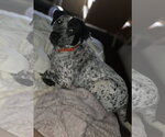 Small Photo #2 Mutt Puppy For Sale in Jackson, MS, USA