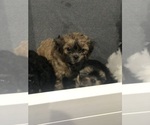 Small Photo #2 Zuchon Puppy For Sale in VIRGINIA BEACH, VA, USA