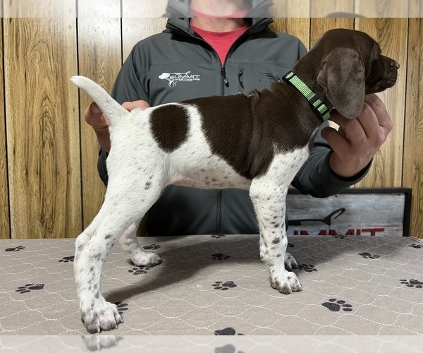 Medium Photo #2 German Shorthaired Pointer Puppy For Sale in LEWELLEN, NE, USA