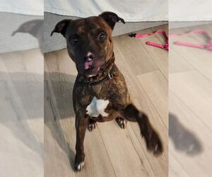 Staffordshire Bull Terrier-Unknown Mix Dogs for adoption in Ogden, UT, USA