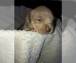 Small Photo #22 American Bully Puppy For Sale in CONCORD, CA, USA