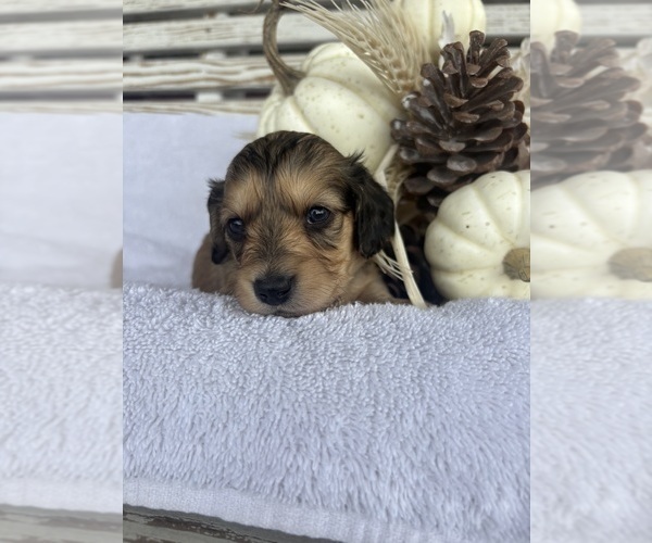 Medium Photo #25 Dachshund Puppy For Sale in MARSHFIELD, MO, USA
