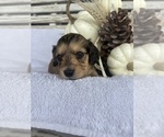 Puppy Spice Dachshund