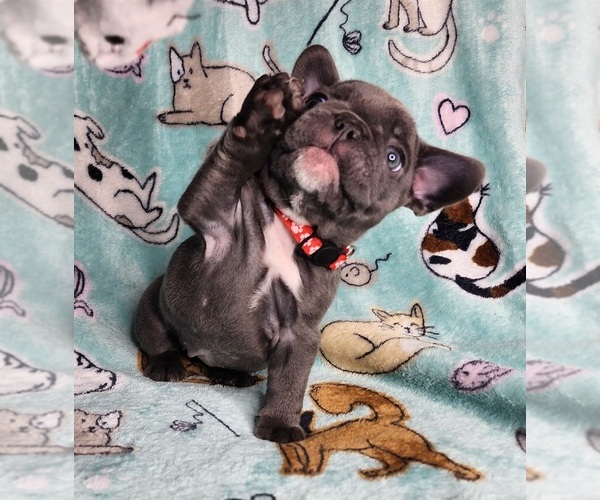 Medium Photo #11 French Bulldog Puppy For Sale in SALEM, OR, USA