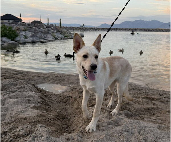Medium Photo #4 German Shepherd Dog-Unknown Mix Puppy For Sale in Sandy, UT, USA