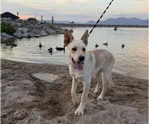 German Shepherd Dog-Unknown Mix Dogs for adoption in Sandy, UT, USA