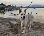 Small #3 German Shepherd Dog Mix