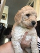 Small Photo #4 Labradoodle Puppy For Sale in KATY, TX, USA