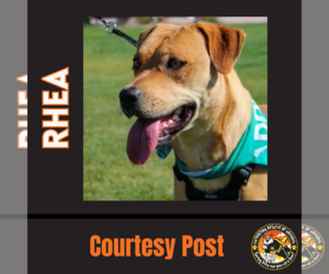 Rottweiler-Unknown Mix Dogs for adoption in Chandler, AZ, USA