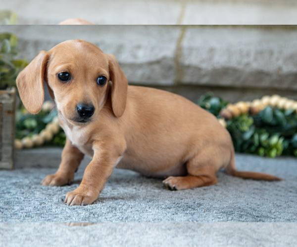 Medium Photo #3 Dachshund Puppy For Sale in NAPPANEE, IN, USA