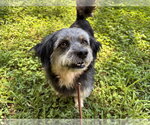 Small #1 Poodle (Miniature) Mix
