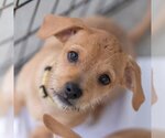 Small Photo #12 Chipin Puppy For Sale in San Diego, CA, USA