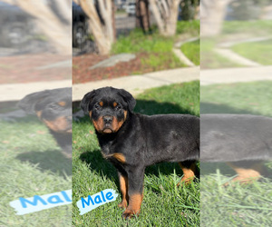 Rottweiler Puppy for sale in ELDERWOOD, CA, USA