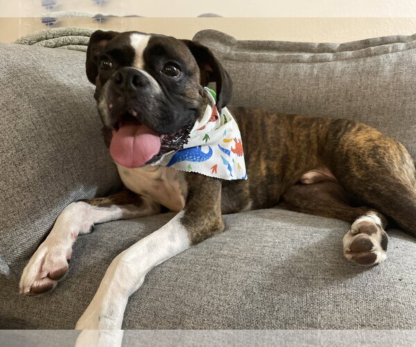 Medium Photo #9 Boxer Puppy For Sale in  Katy, TX, USA
