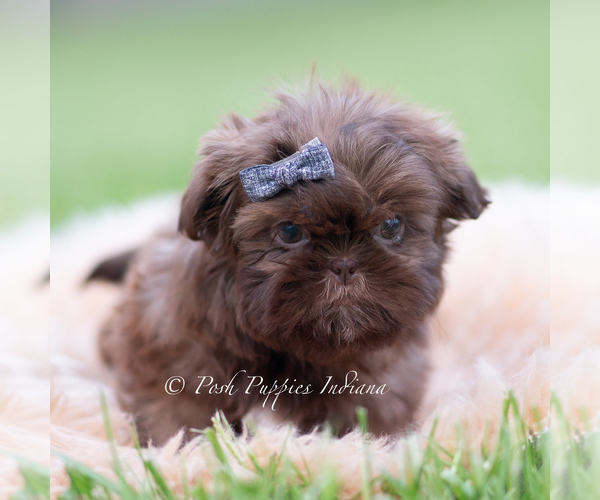 Medium Photo #19 Shih Tzu Puppy For Sale in WARSAW, IN, USA