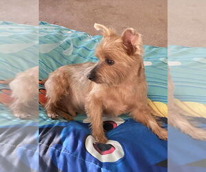 Coco - Male Mutt Dog for Adoption - Photo #3