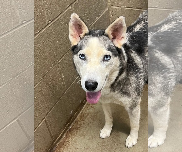 Medium Photo #4 Siberian Husky Puppy For Sale in Severn, MD, USA