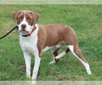 Small #7 Saint Bernard Mix