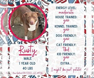 American Staffordshire Terrier-Unknown Mix Dogs for adoption in New Oxford , PA, USA