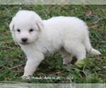 Puppy Puppy 3 Great Pyrenees