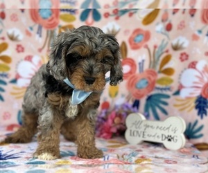 Cavapoo Puppy for sale in LANCASTER, PA, USA