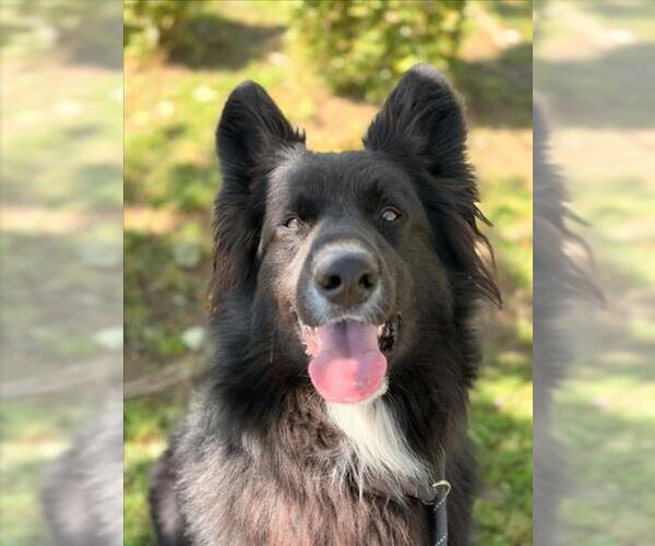 Medium Photo #4 Shollie Puppy For Sale in Woodland, CA, USA