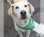 Small Photo #5 Labrador Retriever-Unknown Mix Puppy For Sale in Washington, DC, USA