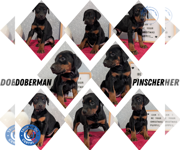 Medium Photo #35 Doberman Pinscher Puppy For Sale in GOSHEN, IN, USA