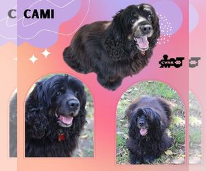 Cocker Spaniel Dogs for adoption in Lindsay, CA, USA