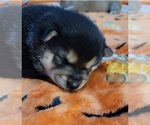 Small Photo #15 Shiba Inu Puppy For Sale in MANITO, IL, USA