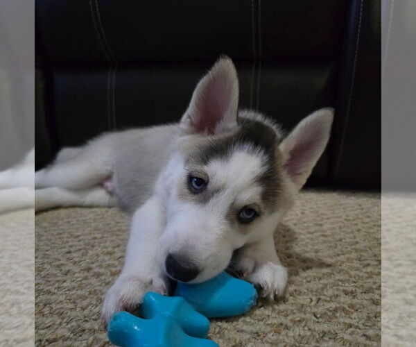 Medium Photo #53 Siberian Husky Puppy For Sale in KING GEORGE, VA, USA