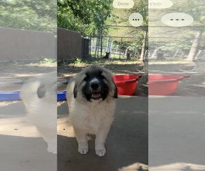 Great Pyrenees Dogs for adoption in Harrison, AR, USA