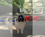 Small Great Pyrenees