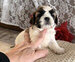 Small #1 Cavachon-Shih Tzu Mix