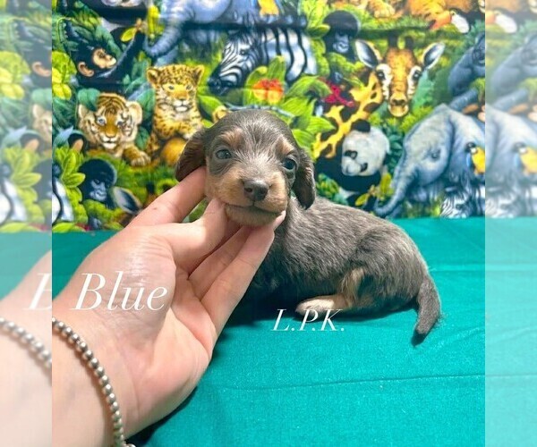 Medium Photo #1 Dachshund Puppy For Sale in WINNSBORO, LA, USA