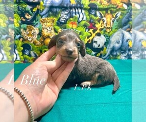 Dachshund Puppy for sale in WINNSBORO, LA, USA