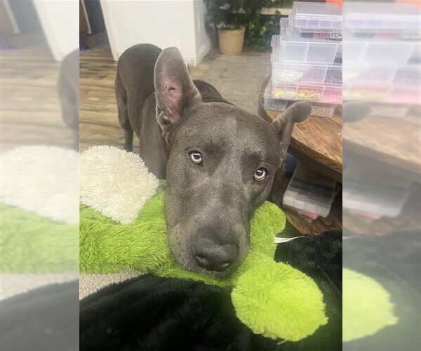 Medium Photo #9 Mutt Puppy For Sale in Sandy, UT, USA