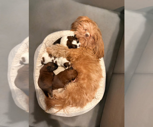 Shih Tzu Litter for sale in DADEVILLE, AL, USA