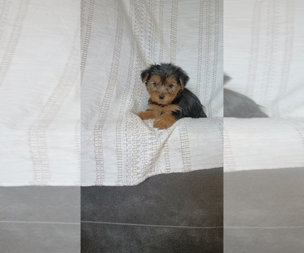 Medium Photo #2 Yorkshire Terrier Puppy For Sale in BENSON, NC, USA