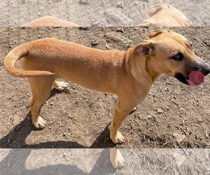 Timber - Female American Staffordshire Terrier-Unknown Mix Dog for Adoption - Photo #8