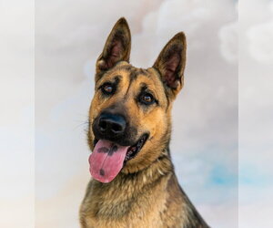 German Shepherd Dog Dogs for adoption in Pasadena, CA, USA