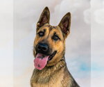 Small German Shepherd Dog