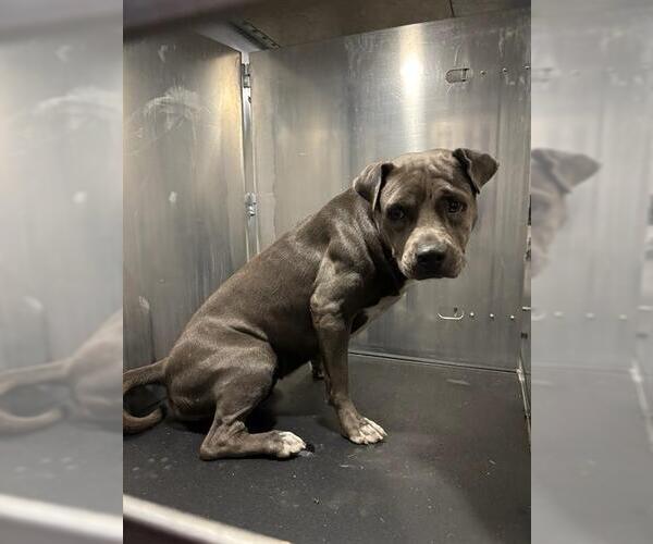 Medium Photo #1 American Staffordshire Terrier-Unknown Mix Puppy For Sale in San Antonio, TX, USA