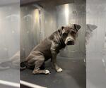 Small American Staffordshire Terrier Mix